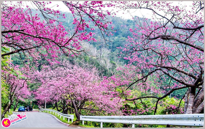 Du lịch Nhật Bản 5 ngày ngắm hoa Anh Đào từ Sài Gòn (2016)